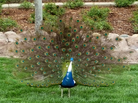 Peacock Unfurled